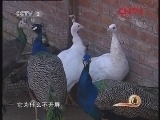 生财有道 《生财有道》 20120129 家有孔雀