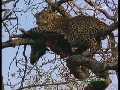 人与自然 猎手和猎物 上