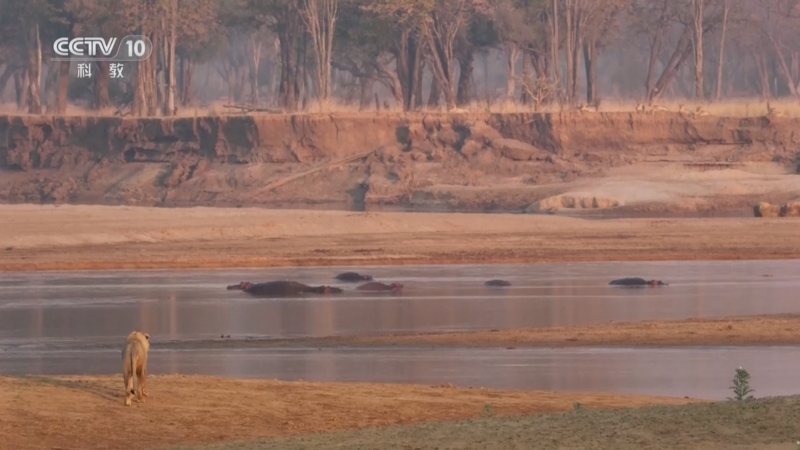 《自然传奇》 20260225 狮子王国 3