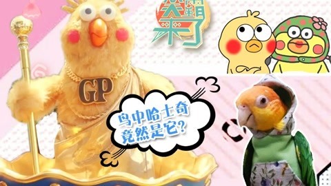 笑霸来了欢畅版 鸟中哈士奇竟然是它？