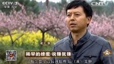 致富经 [致富经]稀罕的蜂蜜 说赚就赚 20160425