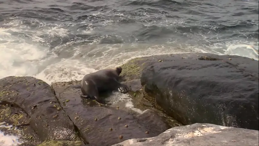 《野外生存》第4集