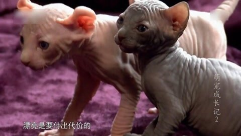 萌宠养成计划 给宝宝做美容