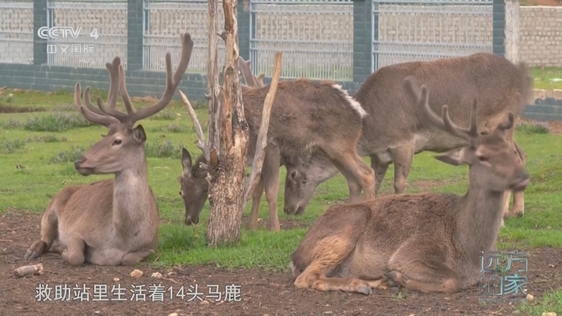 远方的家 《远方的家》 20250306 中国自然秘境 高原精灵奇遇记