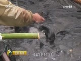 生财有道 《生财有道》 20161202 财智农家味系列——儿时美味当今财