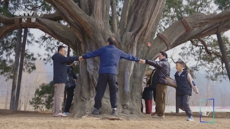 《不如去看一棵树》 第12集