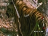 动物世界 《动物世界》 20160903 瞧这一家子