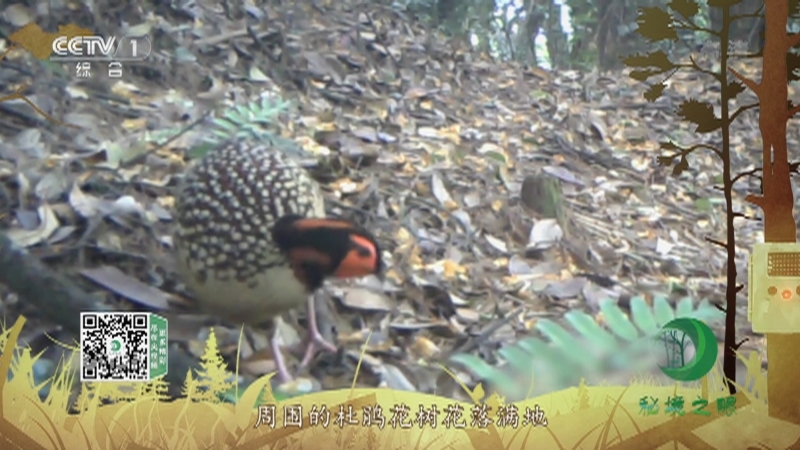 秘境之眼 《秘境之眼》 黄腹角雉 20220715