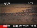 《东非野生动物大迁徙》 20120722 1/2