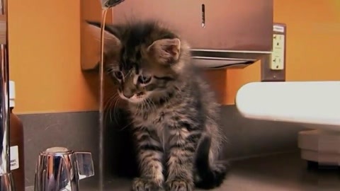 萌宠养成计划 小猫们的美好归宿