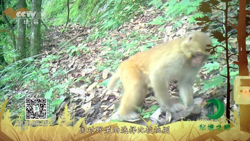 《秘境之眼》 猕猴 20210520