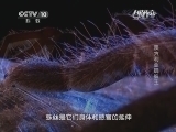 自然传奇 《自然传奇》 20140508 澳大利亚蜘蛛王