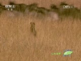人与自然 《人与自然》 20161126 飞越彩虹—勇士归来（上）