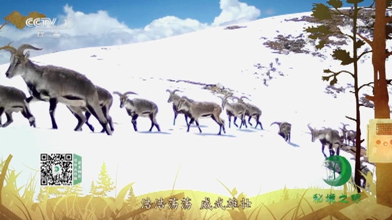 秘境之眼 《秘境之眼》 岩羊 20221012