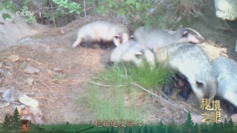秘境之眼 《秘境之眼》 狗獾 20250724