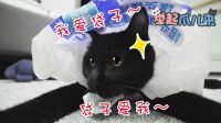举起爪儿来 塑料袋才是猫咪真爱 03