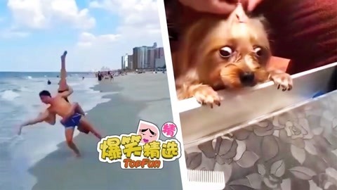爆笑精选 被强行扎毛的汪星人伤不起！沙雕指数爆棚的神技能