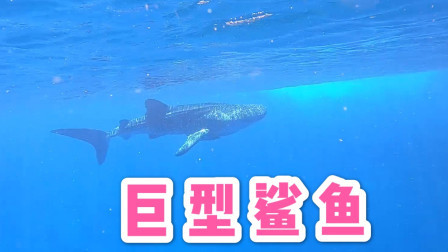 在海底潜水，碰到鲨鱼怎么办，看看阿镭怎么化解危机