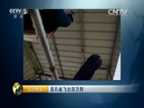 生财有道 《生财有道》 20150514 蓝孔雀飞出百万财