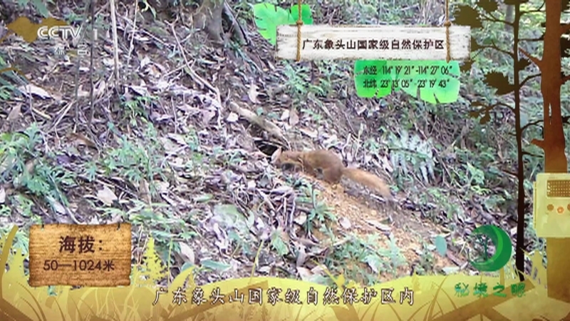 《秘境之眼》 鼬獾/斑林狸/豹猫 20210805