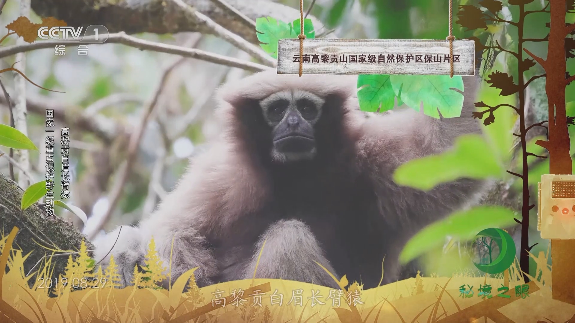 秘境之眼 《秘境之眼》 高黎贡白眉长臂猿/海南长臂猿/东黑冠长臂猿 20231024