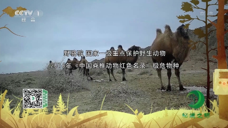 《秘境之眼》 野骆驼 20211101