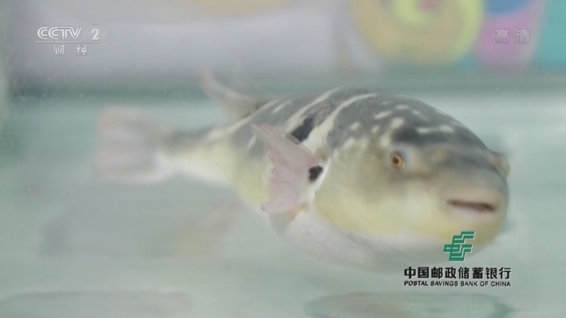 消费主张 《消费主张》 20220513 正是河豚欲上时