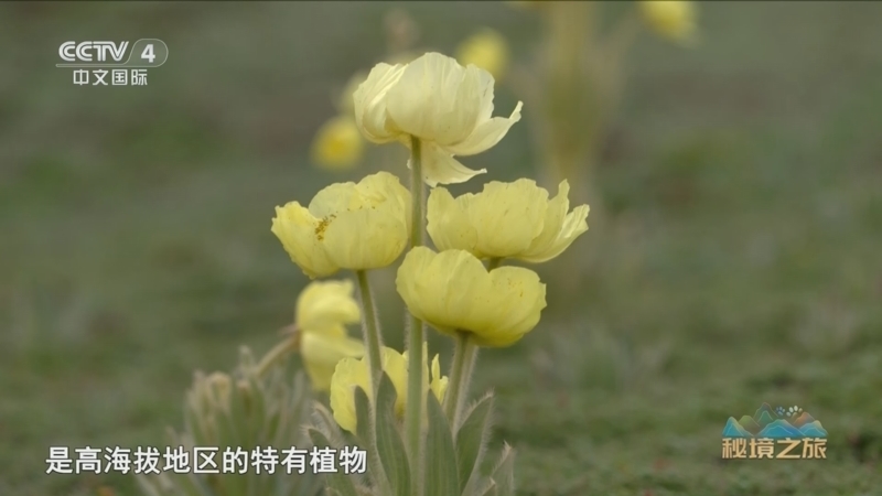 远方的家 《远方的家》 20250225 秘境之旅 旷野中的自然精灵