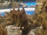 致富经 《致富经》 20160111 我想像大哥一样