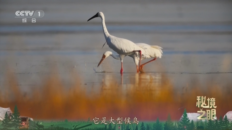 秘境之眼 《秘境之眼》 白鹤 20250516