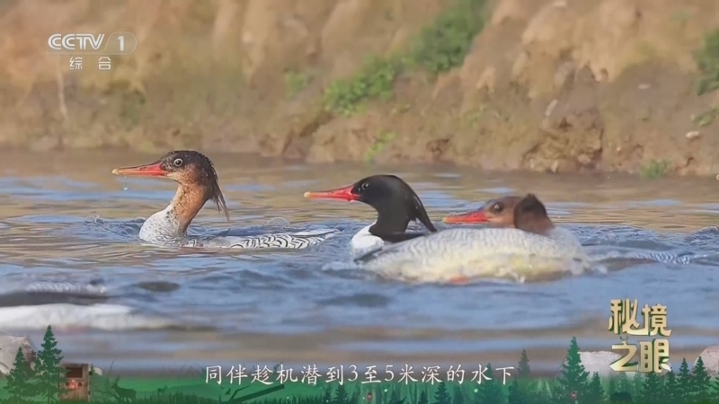 秘境之眼 《秘境之眼》 中华秋沙鸭 20260419