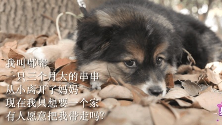 狗狗被一名男子捡回家？但是真相却是这样的