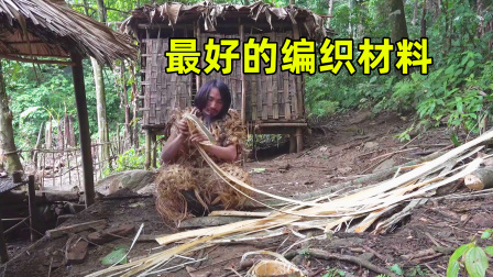 原始丛林人苏门答腊 第二季 在森林里找到特别的树，它的树皮是很好的编织材料