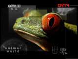 动物世界 《动物世界》 20110813