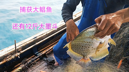 南澳岛赶海日记 彪哥带几个朋友出海体验渔民生活，抓到了大鲳鱼，还有12斤大墨斗
