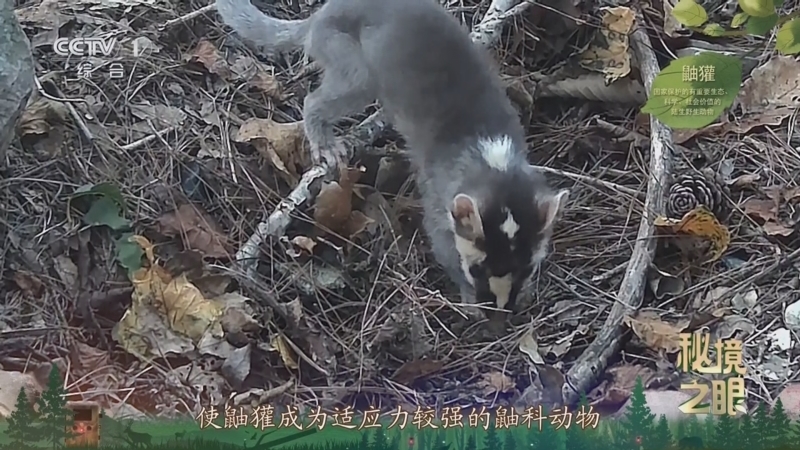 秘境之眼 《秘境之眼》 鼬獾 20250731