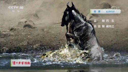 自然传奇 《自然传奇》 20200102 危险区域