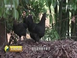 生财有道 《生财有道》 20180430 乡村振兴中国行：走进四川宜宾翠屏区