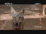 动物世界 《动物世界》 20140614 杰出的猎手（二）
