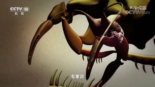 地理中国 《地理·中国》 20191025 探秘自然保护区·岛链奇观