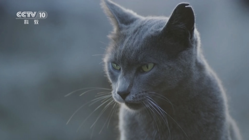 自然传奇 《自然传奇》 20250728 猎手野猫