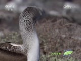 人与自然 《人与自然》 20150510 自然发现：巨龟之岛（三）下