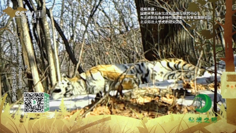 秘境之眼 《秘境之眼》 东北豹/东北虎/梅花鹿/黑熊/狍子 20220103