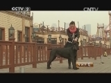 生财有道 《生财有道》 20150127 娇女子与大猛犬