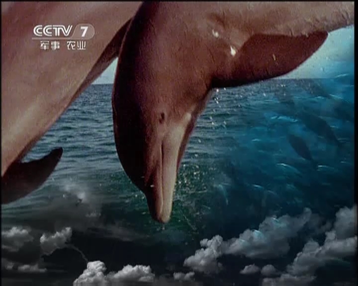 人与自然 《人与自然》 20120514 南极海岸