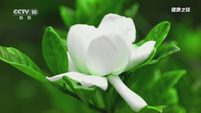 《健康之路》 20260227 巧用栀子来清火