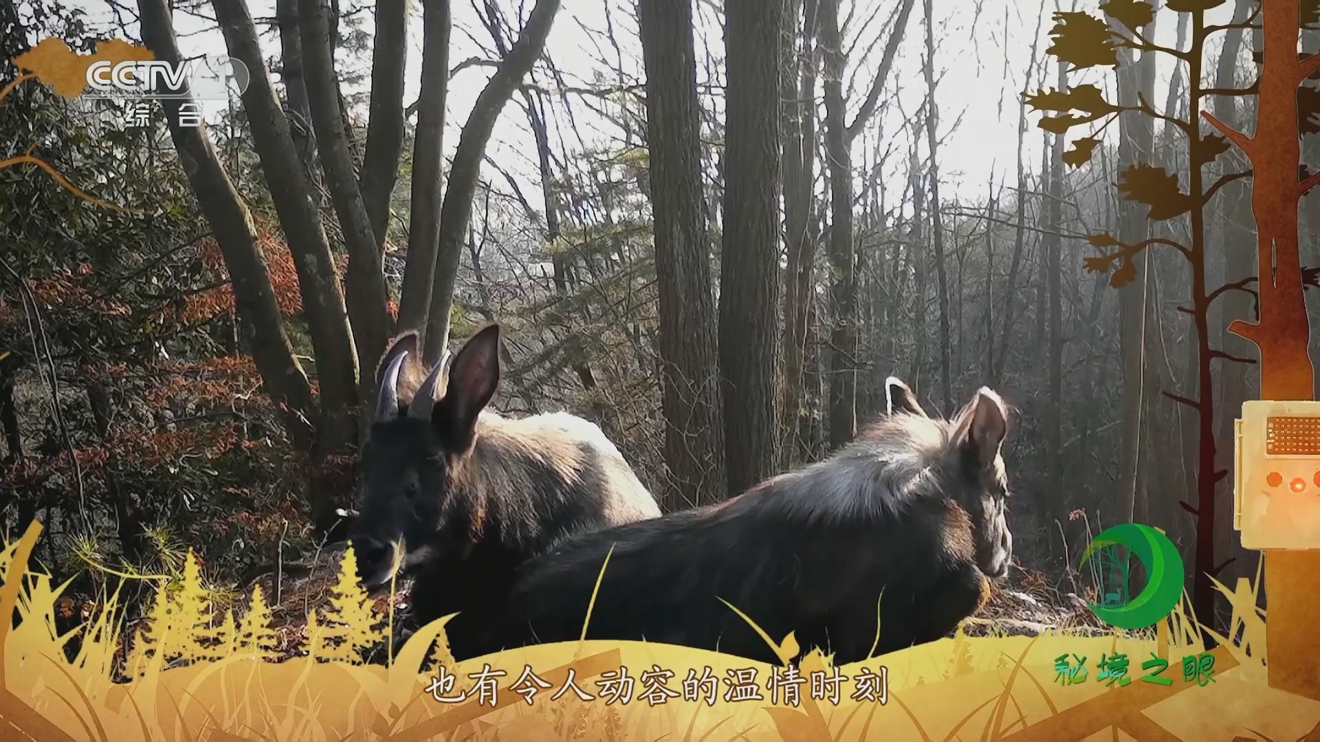 秘境之眼 《秘境之眼》 中华鬣羚/荒漠猫/四川羚牛 20230929