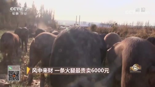 致富经 [致富经]风中来财 一条火腿最贵卖6000元 20190404