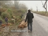 焦点访谈 《焦点访谈》 20130325 管林？毁林！