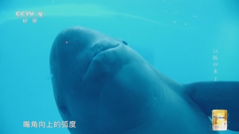 《江豚归来》 第1集